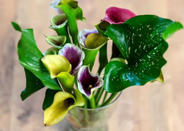 Photo Colorful Zantedeschia Flowers Autumn Flowers Garden — Stock Photo, Image