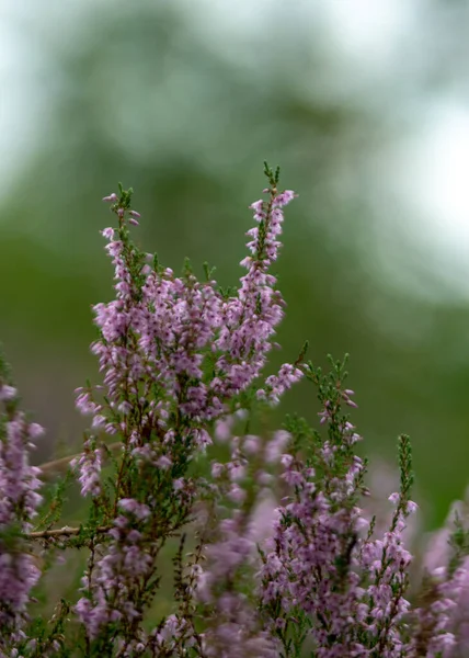 Foto Com Flores Urze Outono Detalhes Flor Urze Fundo Difuso — Fotografia de Stock