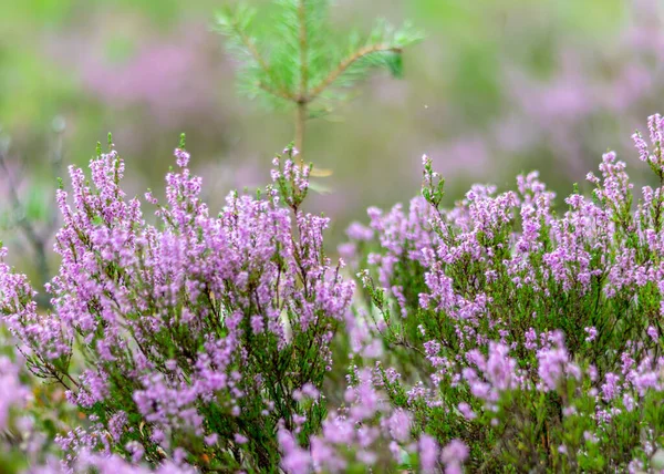 Photo Heather Flowers Autumn Heather Flower Details Fuzzy Background — Stock Photo, Image