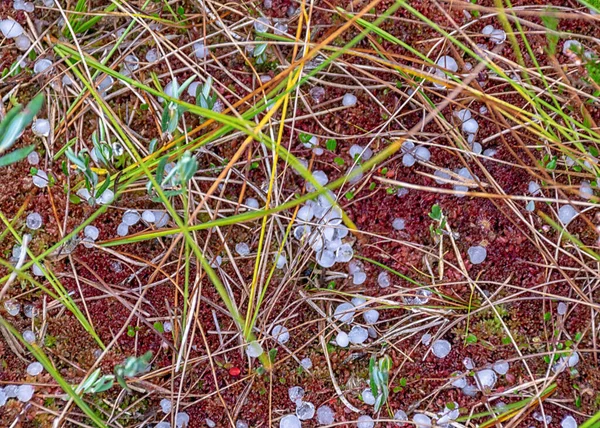 Marais Automne Grains Grêle Blanche Sur Végétation Des Marais Herbe — Photo