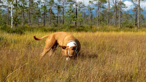 Bataklıktan Sonbahar Manzarası Renkli Bataklık Bitkisi Bataklıktaki Kahverengi Köpek Silueti — Stok fotoğraf