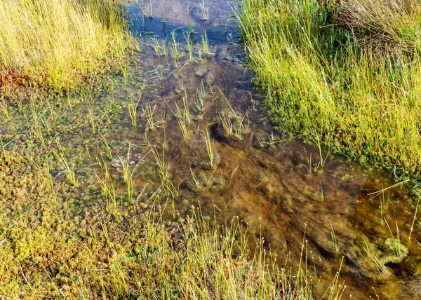 Moor Herbst Schöne Moorvegetation Traditionell Gras Moos Beeren Und Flechten — Stockfoto