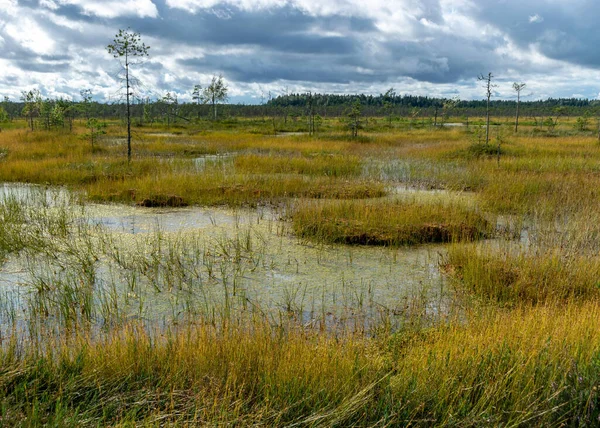 Magisk Utsikt Över Mossen Hösten Vacker Mossvegetation Traditionella Tallar Gräs — Stockfoto