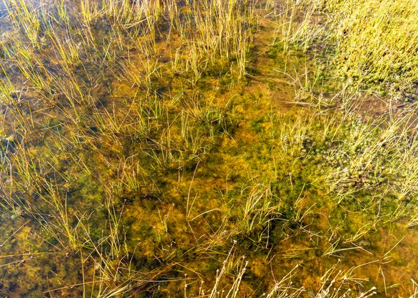 Moor Herbst Schöne Moorvegetation Traditionell Gras Moos Beeren Und Flechten — Stockfoto