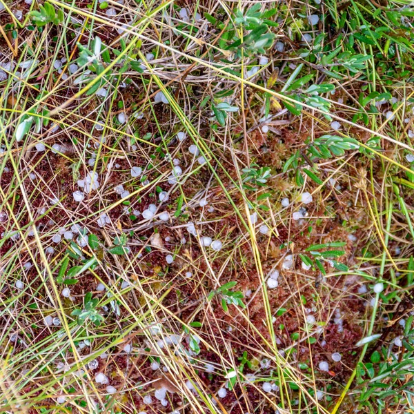 Marais Automne Grains Grêle Blanche Sur Végétation Des Marais Herbe — Photo