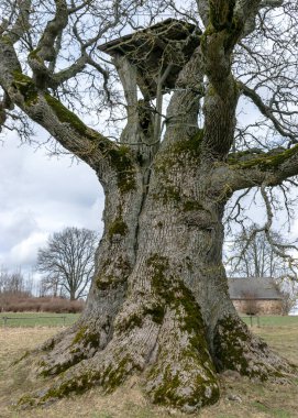 Letonya ve Baltık 'taki en kalın ikinci meşe olan Kanepu meşesi, 9 metre çevresi ile Letonya' nın Jrcni bölgesinde bulunur.