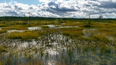 Sonbaharda bataklığın büyüleyici manzarası, güzel bataklık bitkileri, geleneksel çamlar, çimenler, sonbahar renklerinde yosunlar ve zambaklar, doğada sonbahar zamanı, Palsu bataklığı, Jumgurd bölgesi, Erglu bölgesi, Letonya