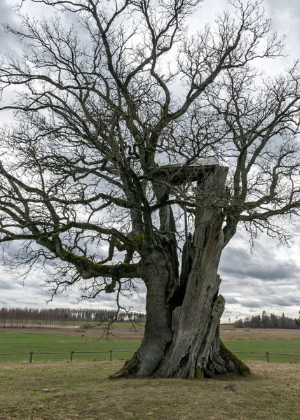 Landscape Kanepu Oak Which Second Thickest Oak Latvia Baltics Circumference — Stock Photo, Image