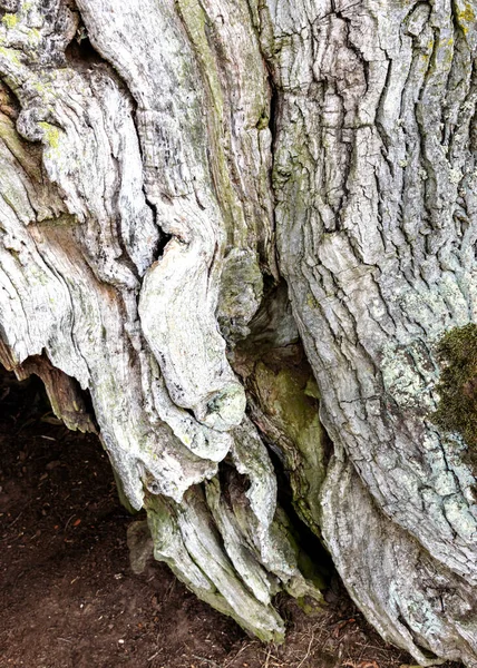 Foto Con Textura Madera Vieja Primer Plano Tronco Árbol — Foto de Stock