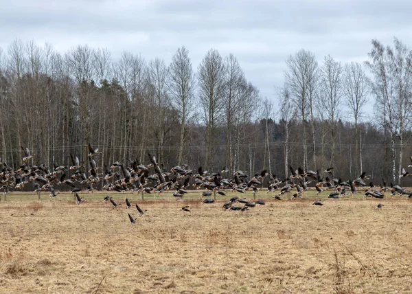 Wczesnowiosenny Krajobraz Polami Gęsiami Migracja Ptaków Jesienią Wiosną — Zdjęcie stockowe