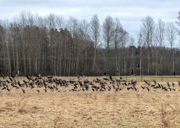 Wczesnowiosenny Krajobraz Polami Gęsiami Migracja Ptaków Jesienią Wiosną — Zdjęcie stockowe