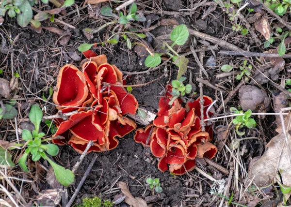 Quadro Com Cogumelos Vermelhos Início Primavera Cogumelos Vermelhos Fundo Chão — Fotografia de Stock