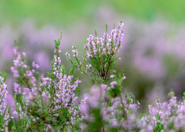 Sonbaharda kenevir çiçekleriyle fotoğraf, bulanık bir arkaplanda fundalık çiçeği detayları