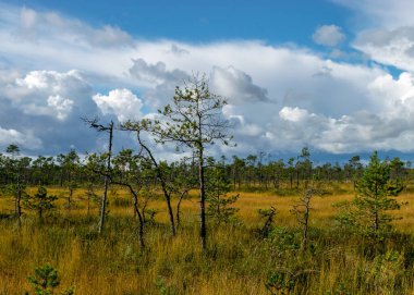 Sonbaharda bataklığın büyüleyici manzarası, güzel bataklık bitkileri, geleneksel çamlar, çimenler, sonbahar renklerinde yosunlar ve zambaklar, doğada sonbahar zamanı, Palsu bataklığı, Jumgurd bölgesi, Erglu bölgesi, Letonya