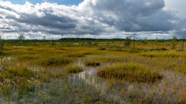 Sonbaharda bataklığın büyüleyici manzarası, güzel bataklık bitkileri, geleneksel çamlar, çimenler, sonbahar renklerinde yosunlar ve zambaklar, doğada sonbahar zamanı, Palsu bataklığı, Jumgurd bölgesi, Erglu bölgesi, Letonya