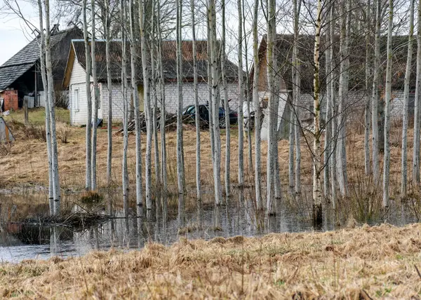 Paisagem Primavera Com Campo Inundado Troncos Vidoeiro Branco Água Início — Fotografia de Stock