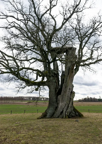 Landscape Kanepu Oak Which Second Thickest Oak Latvia Baltics Circumference — Stock Photo, Image