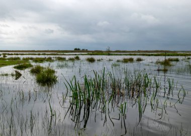 Bulutlu bir gün, gri bulutlar, göl kenarındaki manzara ve kamışlar, Letonya 'daki Engure Nature Park,