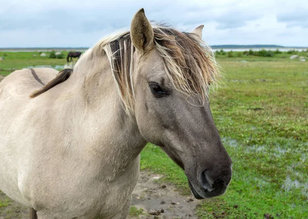 Porträt Eines Wilden Pferdes Die Bewohner Des Naturparks Engure Sind — Stockfoto