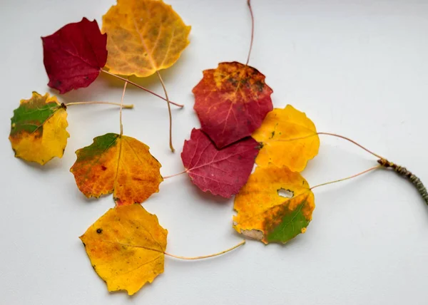 Krásné Barevné Osikové Listy Světlém Pozadí Podzimní Barvy Vhodné Pro — Stock fotografie