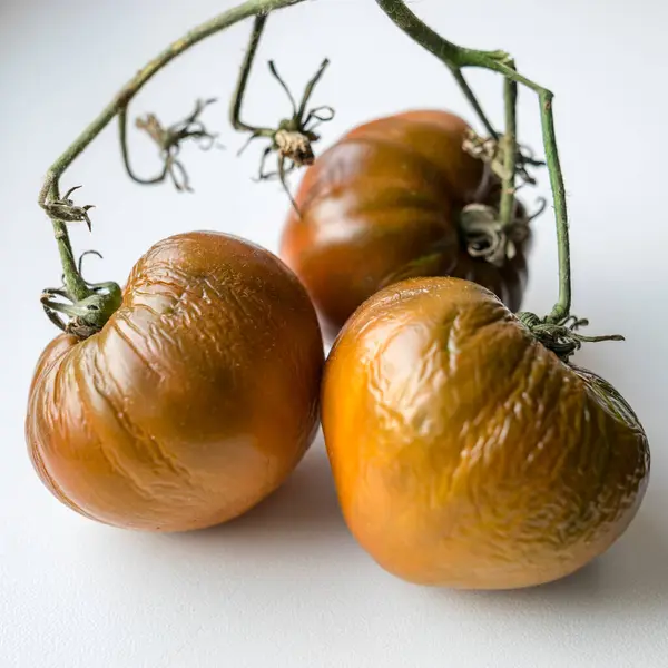 Foto Com Tomate Murcho Enrugado Fundo Leve Adequado Para Papel — Fotografia de Stock