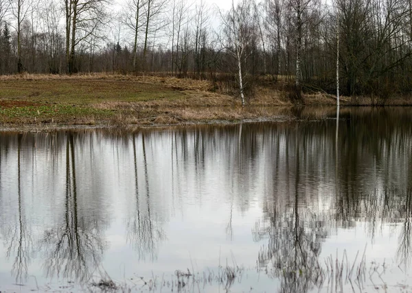 Lente Landschap Met Wilde Vijver Gedroogd Riet Vroege Lente Natuur — Stockfoto