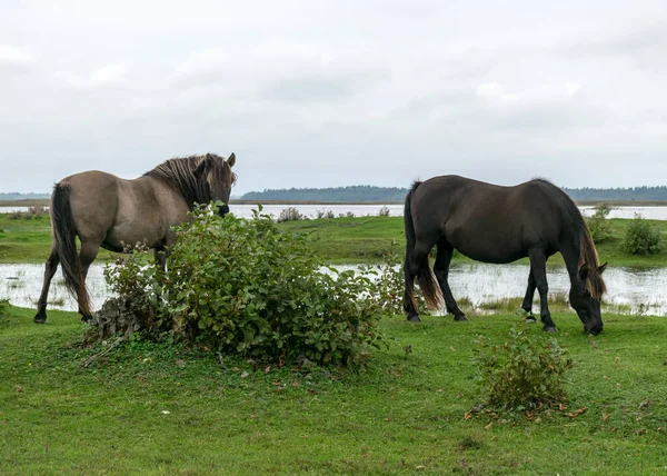 Landschaft Mit Pferden Die Ufer Des Sees Grasen Die Bewohner — Stockfoto