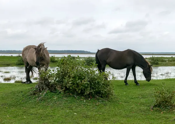 Landschaft Mit Pferden Die Ufer Des Sees Grasen Die Bewohner — Stockfoto