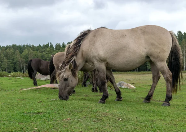 Paisaje Con Caballos Pastando Orilla Del Lago Los Habitantes Del — Foto de Stock