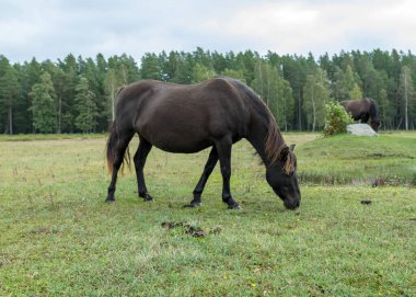 Gölün kıyısında otlayan atların olduğu manzara, Çekici doğa parkının sakinleri ziyaretçilere alışkın vahşi hayvanlardır, Engure Doğa Parkı, Letonya