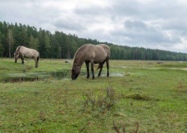 Gölün kıyısında otlayan atların olduğu manzara, Çekici doğa parkının sakinleri ziyaretçilere alışkın vahşi hayvanlardır, Engure Doğa Parkı, Letonya