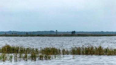 Bulutlu bir gün, gri bulutlar, göl kenarındaki manzara ve kamışlar, Letonya 'daki Engure Nature Park,