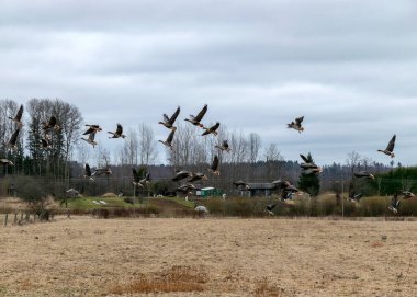İlkbaharın başlarında tarlalar ve kazlar, sonbahar ve ilkbaharda kuş göçü