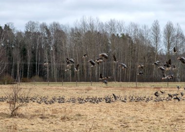 İlkbaharın başlarında tarlalar ve kazlar, sonbahar ve ilkbaharda kuş göçü