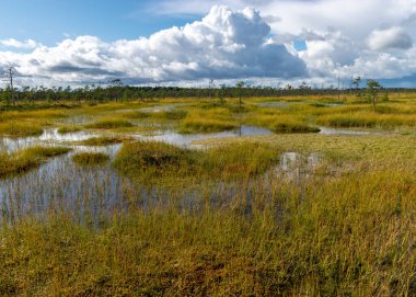 Sonbaharda bataklığın büyüleyici manzarası, güzel bataklık bitkileri, geleneksel çamlar, çimenler, sonbahar renklerinde yosunlar ve zambaklar, doğada sonbahar zamanı, Palsu bataklığı, Jumgurd bölgesi, Erglu bölgesi, Letonya