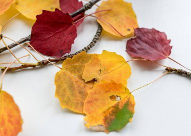 güzel, renkli kavak ağacı yaprakları açık arkaplanda, sonbahar renkleri, duvar kağıdı için uygun