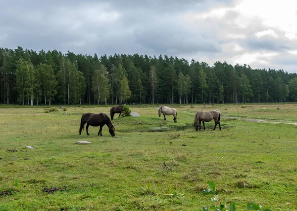 Paisagem Com Cavalos Pastando Margem Lago Habitantes Parque Natural Engure — Fotografia de Stock