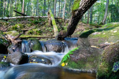 Kayalar arasında küçük, vahşi ve hızlı bir nehir akıntısı olan manzara, uzun vadede su, kayalar, ağaçlar ve sonbahar yaprakları, doğada sonbahar.