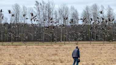 Baharın ilk zamanlarında, üzerinde kazlar ve tarlalar olan topraklar, çiftçi kazları tarlasından uzaklaştırır, sonbahar ve ilkbaharda kuş göçü.