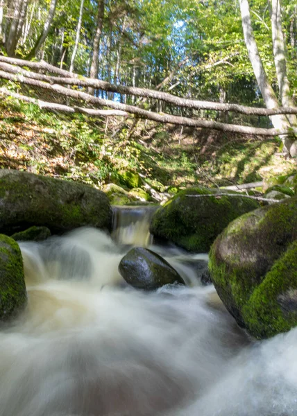 Kayalar arasında küçük, vahşi ve hızlı bir nehir akıntısı olan manzara, uzun vadede su, kayalar, ağaçlar ve sonbahar yaprakları, doğada sonbahar.