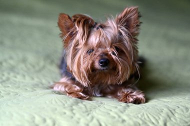 Küçük mutlu köpek gölün kenarında sabah yürüyüşünün keyfini çıkarıyor, soğuk bir sabah, Letonya