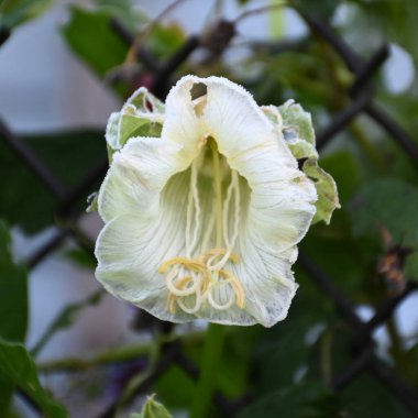 Sabah ayazından etkilenen sonbahar çiçekleri, sisli ve bulanık arka plan, yumuşak sabah ışığı, Letonya