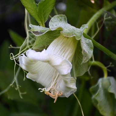 Sabah ayazından etkilenen sonbahar çiçekleri, sisli ve bulanık arka plan, yumuşak sabah ışığı, Letonya