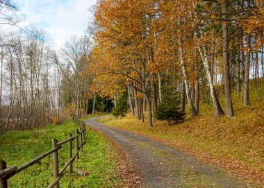 sakin sonbahar manzarası, sonbahar renkleriyle park et, renkli ağaç yaprakları yeri kapla, Letonya