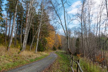 sakin sonbahar manzarası, sonbahar renkleriyle park et, renkli ağaç yaprakları yeri kapla, Letonya