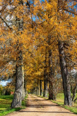 Sonbaharda ağaçlardan oluşan büyüleyici bir ara sokak, altın yapraklar ağaçları ve zemini kaplıyor, güneşli bir sonbahar günü, Letonya