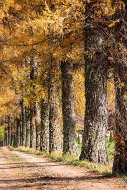 Sonbaharda ağaçlardan oluşan büyüleyici bir ara sokak, altın yapraklar ağaçları ve zemini kaplıyor, güneşli bir sonbahar günü, Letonya