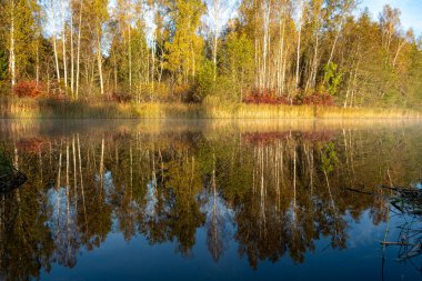 Güzel sonbahar manzarası, göl kıyısı, göl kenarında sabah, göl suyunda yansıyan renkli ağaçlar, Vaidava Gölü, Letonya
