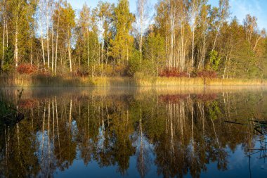 Güzel sonbahar manzarası, göl kıyısı, göl kenarında sabah, göl suyunda yansıyan renkli ağaçlar, Vaidava Gölü, Letonya