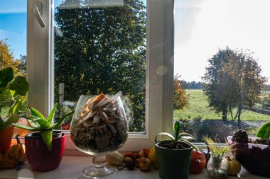 İç mekan bitkileri ve pencere eşiğinde dekorasyonlar, apartmanın iç mekanı, pencereden yansıyan yansımalar.